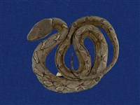 藏品(擬龜殼花)的圖片